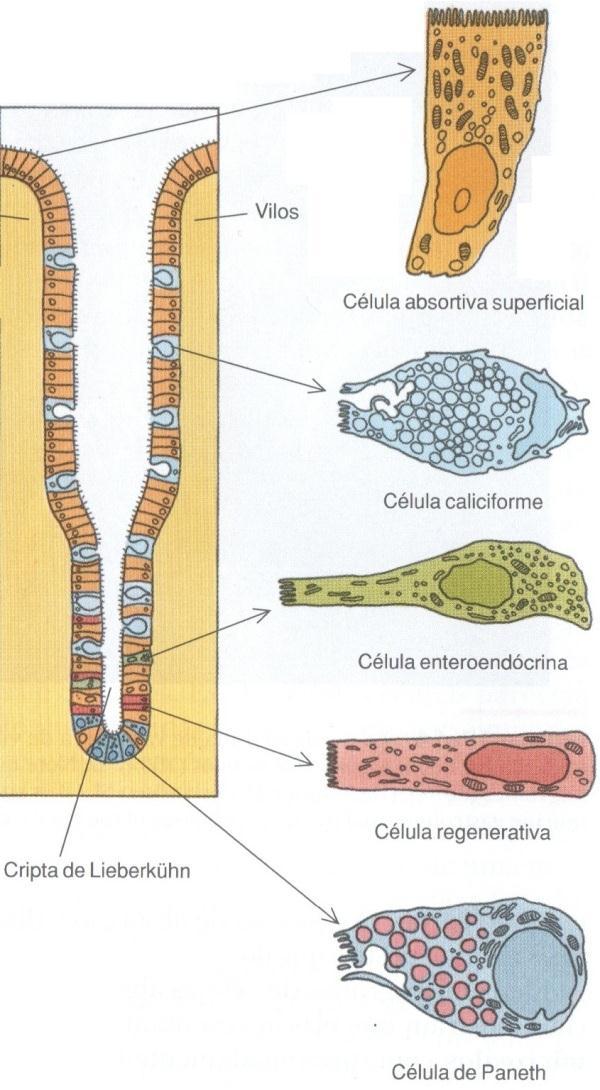 Célula absortiva: cilíndricas altas com borda em escova (3.000 microvilosidades), núcleo oval basal.