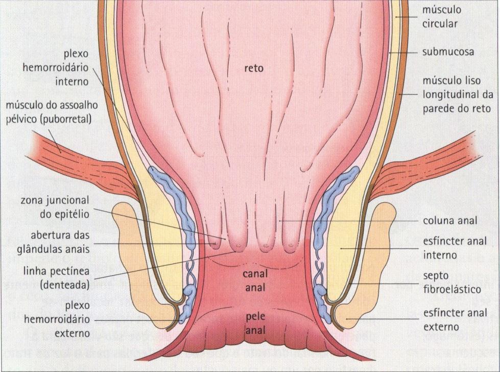 hemorroidas internas e/ou externas.