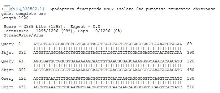 Figura 6: Parte da análise BLAST, confirmando a similaridade do gene quitinase entre os isolados SfMNPV-6nd e SfMNPV-MS. Figura 7: Representação do segmento do gene da quitinase.