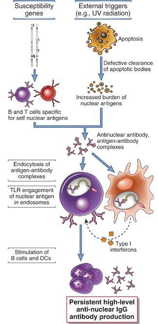 Lupus Eritematoso Sistêmico Sistêmica, mediada por anticorpos 1 em cada 700