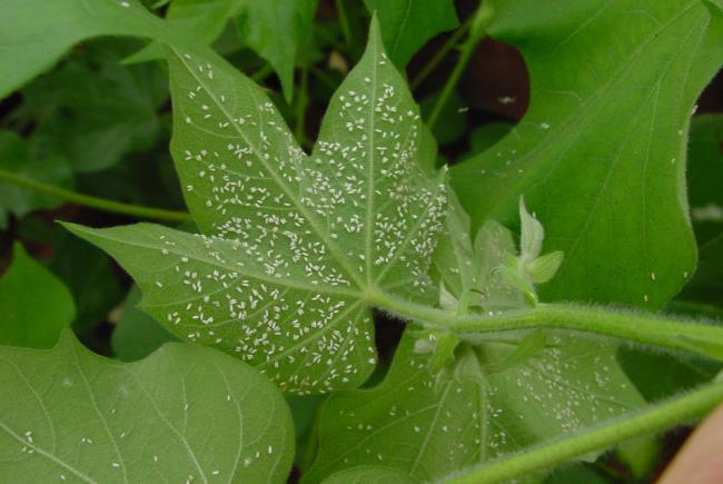 Resistência de Plantas