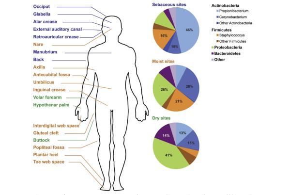 Diversidade no microbioma: diferenças intrapessoais e interpessoais Na figura 5 encontra-se uma ilustração do corpo humano dividido em três áreas conforme as características da pele: áreas sebáceas