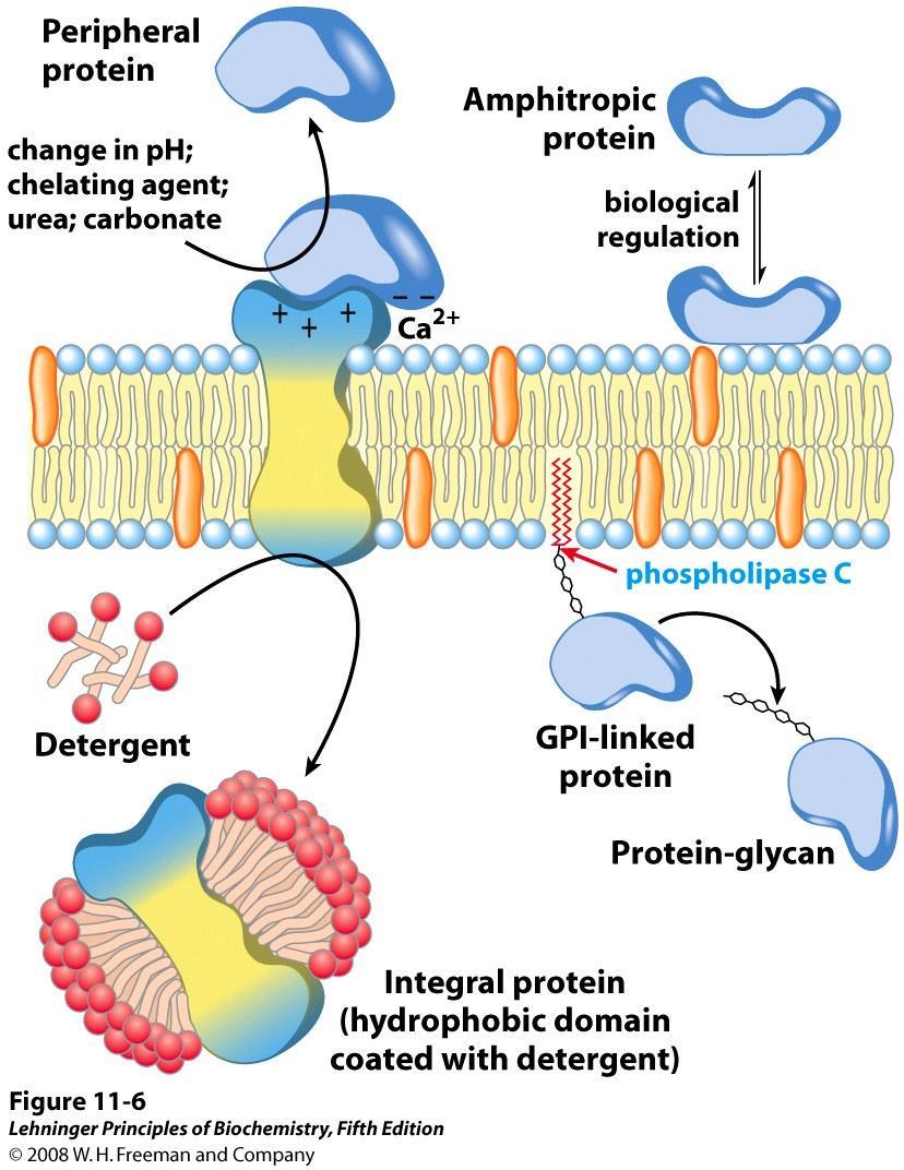 Proteínas de membrana se associam de maneiras