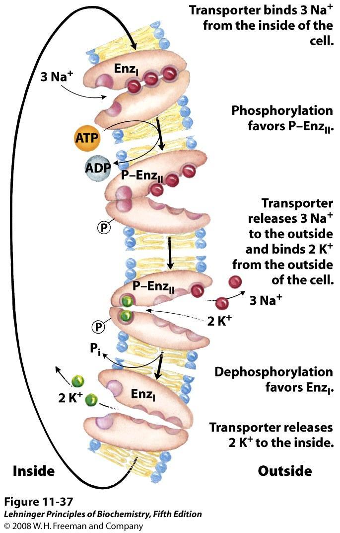 Transporte ativo: Na-K ATPase 3Na + para fora da célula 2K +