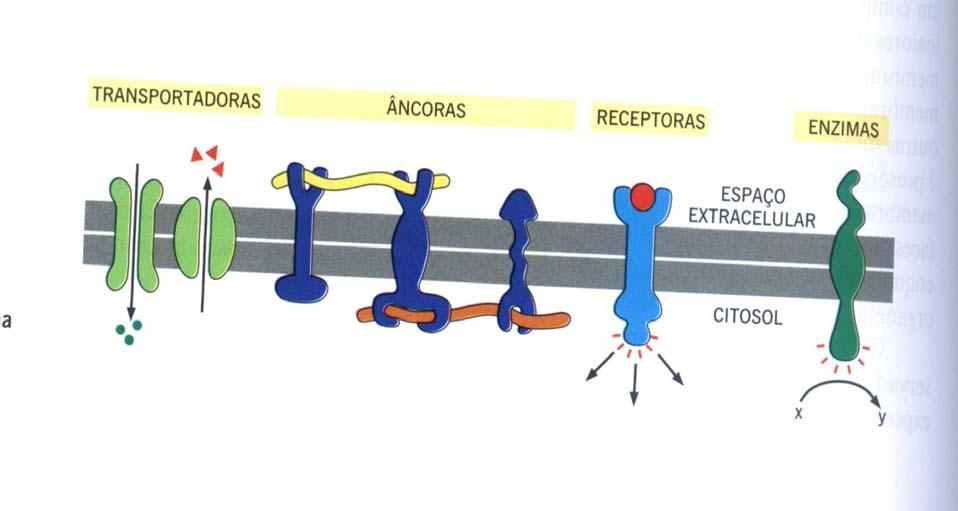 Proteínas de membrana A bicamada lipídica promove a estrutura básica de todas as membranas celulares e é uma barreira semipermeável a moléculas.
