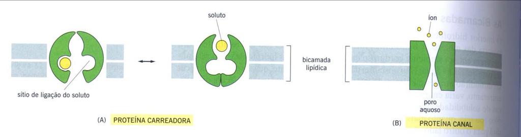 As proteínas de membrana