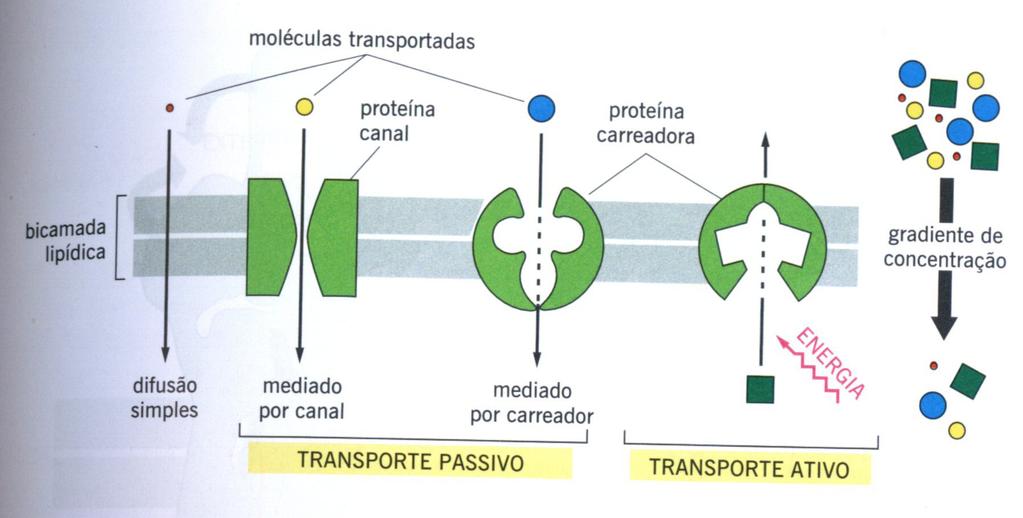 Transporte passivo ou ativo? A direção depende de [soluto] relativas, em grande parte.