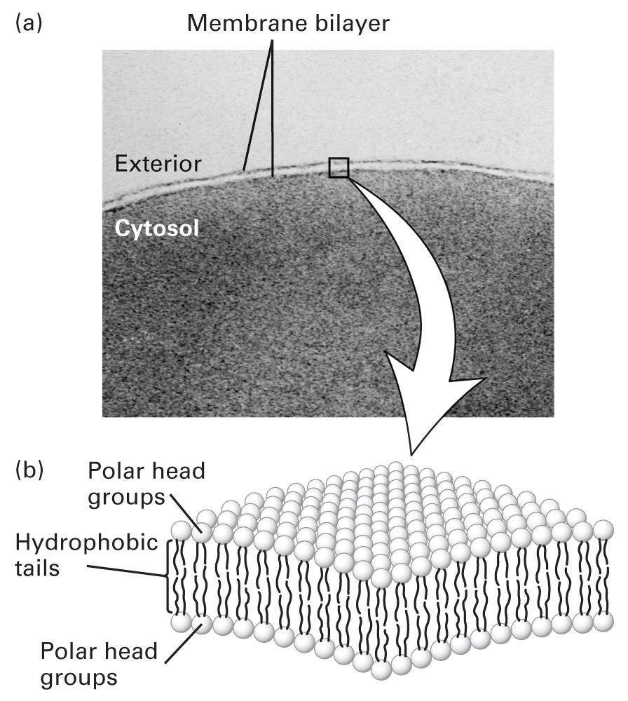 Bicamada da membrana Grupos de cabeças