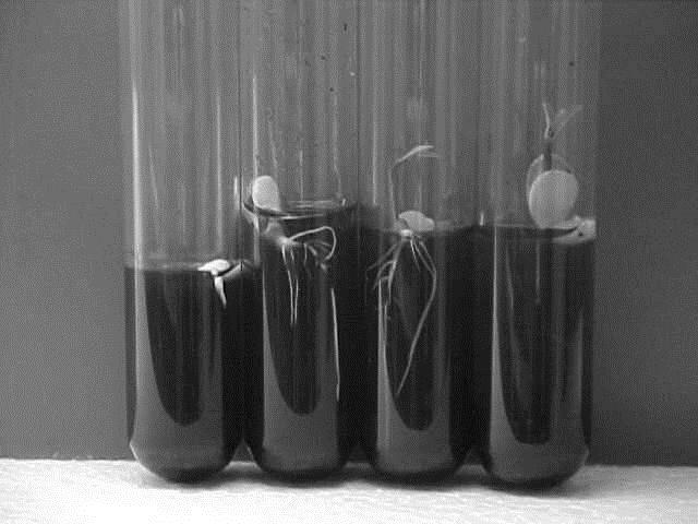 12 Germinação In Vitro da Mangabeira tecidos radiculares.