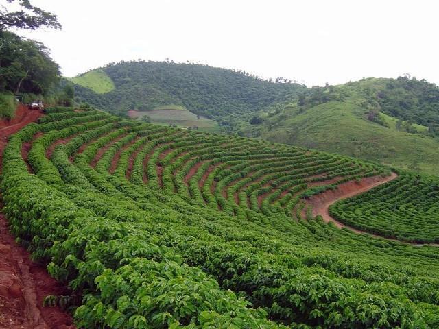 3) Expansão da Cafeicultura C) Forma de cultivo Cultivo em encostas do médio vale do Paraíba.