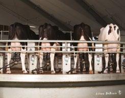 o futuro do seu rebanho e o nosso + de vacas selecionadas + de 45.000 3.