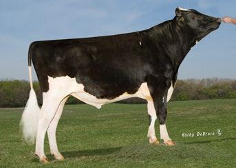 MD MAPLE DELL GOLD AILEY-ET, AVÓ MATERNA SHAMROCK X SEBASTIAN X GOLDWYN Fertilidade espetacular; Pedigree moderno consagrado; Vacas angulosas, produtivas e longevas com tamanho moderado.