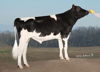 HOLANDÊS OHARROWS FREDDIE 7023, IRMÃ PATERNA DA MÃE MOGUL X FREDDIE X SHOTTLE Excelentes úberes; Extremo melhorador de pernas e pés; Vacas longevas e muito férteis.