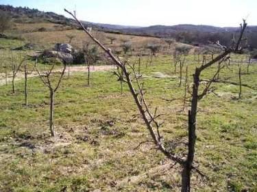 3. Viver em Pinhel oliveiras vendidas por viveiristas em 2003/2004 que, de acordo com o INE, foi de 1.946 pés (árvores de fruto).