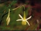 3. Viver em Pinhel Em termos de flora, no Concelho de Pinhel, para além da amendoeira, é possível encontrar narcisus, linárias e orquídeas selvagens.