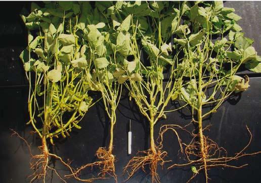 Soja - Agosto 2012 07 mas a introdução de cultivares mais suscetíveis a elas e a monocultura de soja em semeadura direta contribuíram para o seu aumento.