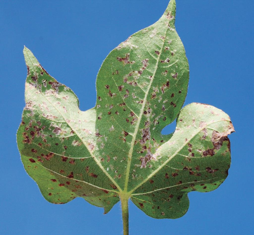 Summa Phytopatol., Botucatu, v. 34, n.4, p.361-363, 2008. CASSETARI NETO, D.; MACHADO, A.Q. Doenças do algodoeiro diagnose e controle. Várzea Grande.