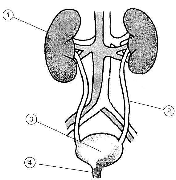 CIÊNCIAS 11. O esquema apresentado a seguir representa, parcialmente, o sistema urinário humano. Observe-o.