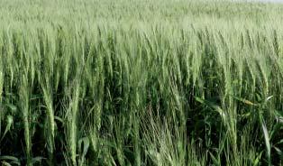 Fenologia da planta de trigo Período vegetativo (plantas 25 cm de altura) Ilustração Nível de ação 4 percevejos/m 2