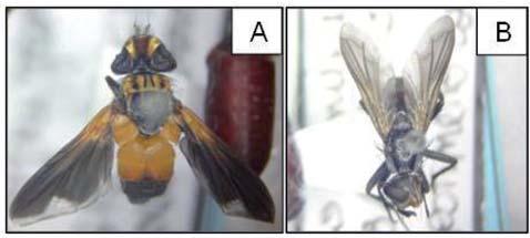 Na Figura 18, estão ilustradas quatro espécies diferentes de moscas parasitas do percevejo barriga-verde, D. furcatus, capturadas na região de Passo Fundo, RS.