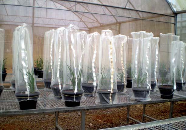 39 Vasos com plantas de trigo, em telado, cobertas com gaiolas utilizadas