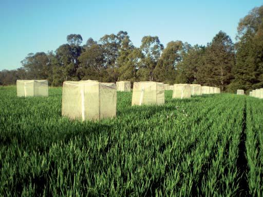 Lavoura de trigo no período vegetativo com gaiolas utilizadas  Foto: