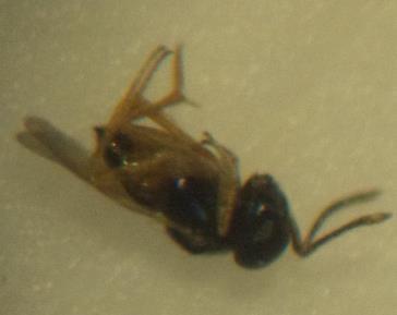 Postura de Euschistus heros (Hemiptera: