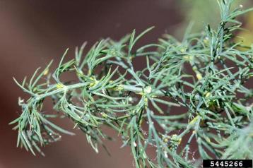 aegopodii (Scopoli) Pulgão-da-alface Nasonovia