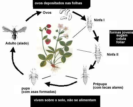 Thrips tabaci (Lindeman) Culturas atacadas: Alface,