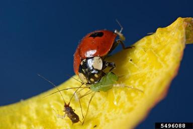 anisopliae); Vespinhas parasitóides (Hymenoptera: