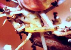 fotossintética Dano na parte foliar Formas jovens (larvas) danificam raízes, uso