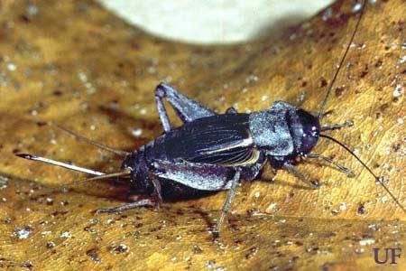 Gryllus assimilis (Fabricius) Neocurtilla hexadactyla (Perty)