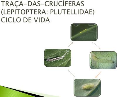 Ovos Redução da área foliar, consequente