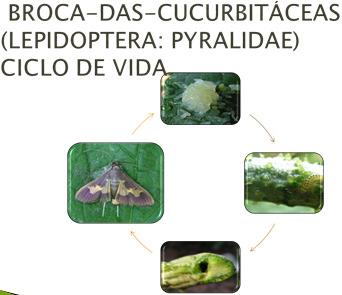 Diaphania nitidalis (Cramer) Culturas