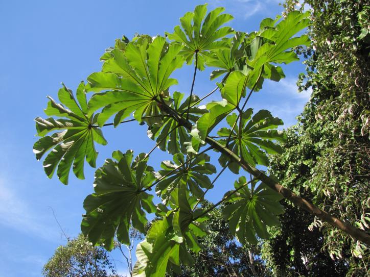 Na escala de muitos inimigos, a planta representa um complexo conjunto de hábitats Mudanças nos mecanismos de defesa da