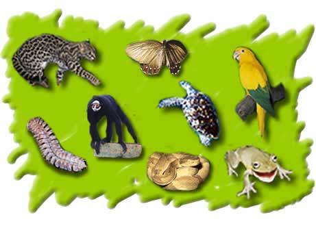 Fauna brasileira ameaçada - lista oficial do IBAMA 2003-2004