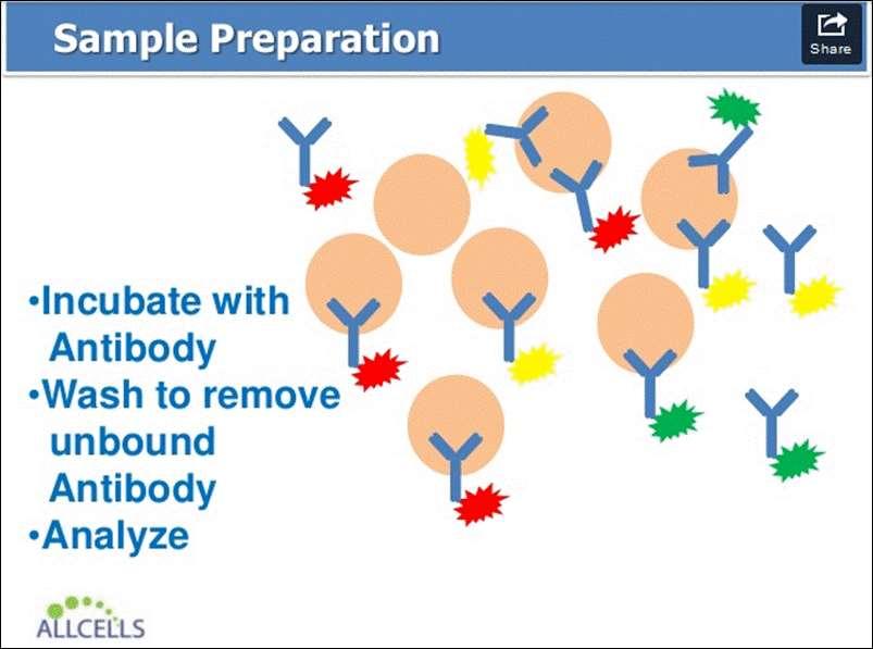 Mab anti-cd4+ T CD4+ T CD4+ / CD3+ T CD3+ T CD4+ / CD3+