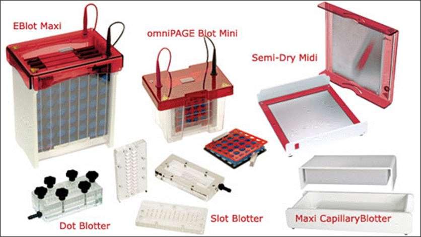 IMMUNOBLOTTING