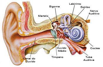Ouvido