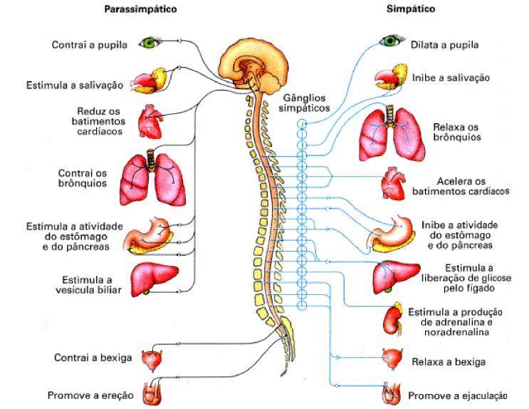 Sistema