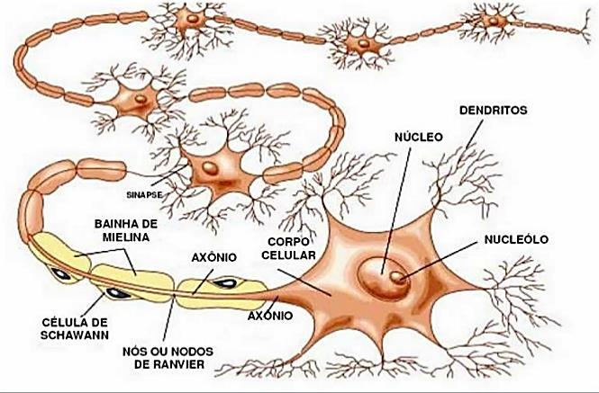 Neurônio: célula
