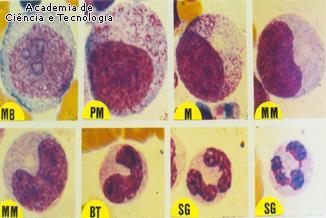 Produção dos Neutrófilos na medula óssea: MB (mieloblasto), PM