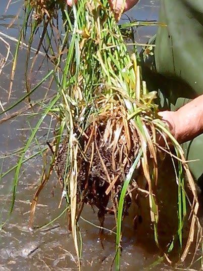 9- Colheita de amostras de água, sedimentos e plantas aquáticas no Rio Tejo No rio Zêzere (Barragem de