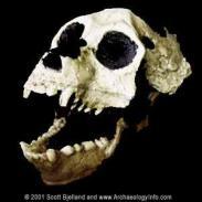 Aegyptopithecus 35 M.