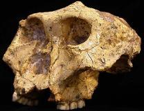mas provável ancestral do Paranthropus robustus e outros.