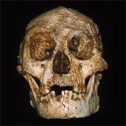 Australopithecus africanus 3 a 2 m.a.a. 5.