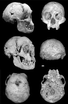 erectus 1,8 m.a.a a 180 k.a.a. 8. ergaster 1,8 m.a.a 9.