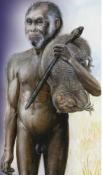 neanderthalensis 200 28 k.a.a. 12. floresiensis 23 k.a.a. a 13 k.