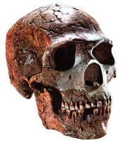 Espécie de hominíneo derivado do H.