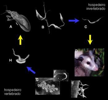 Epimastigota Formas Epimastigotas Tripomastigota metacíclico Tripomastigota sanguíneo Hospedeiro vertebrado Amastigotas multiplicativos Tripomastigota metacíclico Ciclo evolutivo do